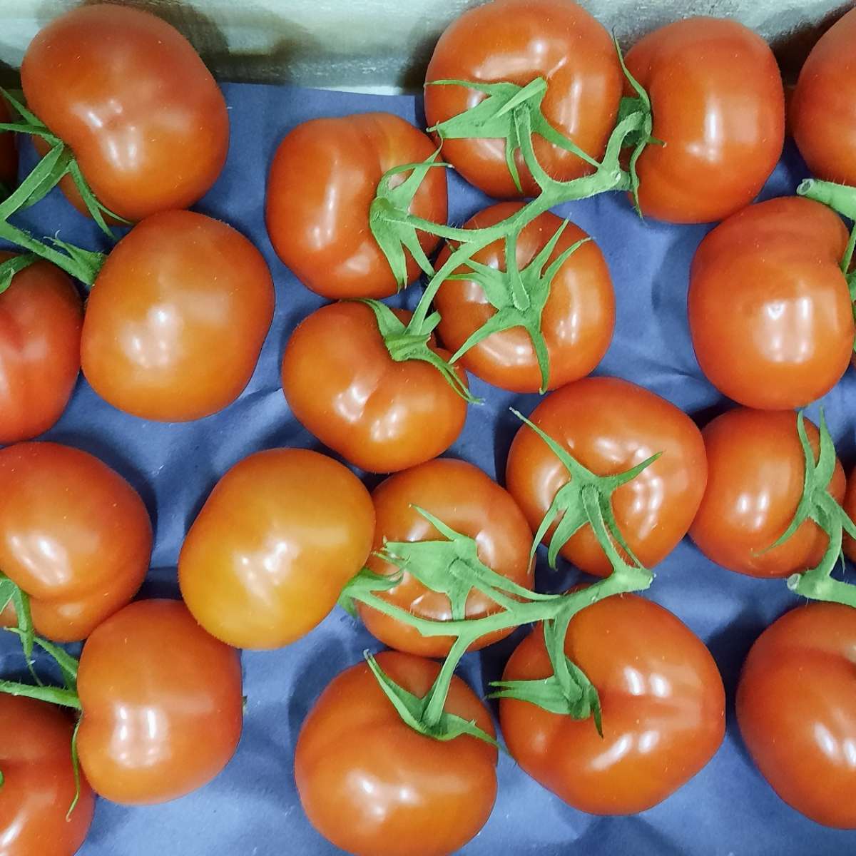 Tomates en grappe ( au kilo)